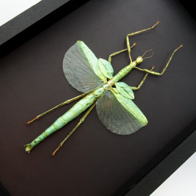 Real Giant Stick Bug framed taxidermy - Eurycnema versirubra - female - 9.5 inches
