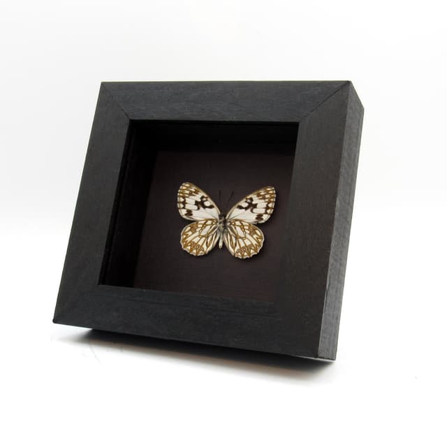 Real Western Marbled White butterfly framed taxidermy - Melanargia occitanica