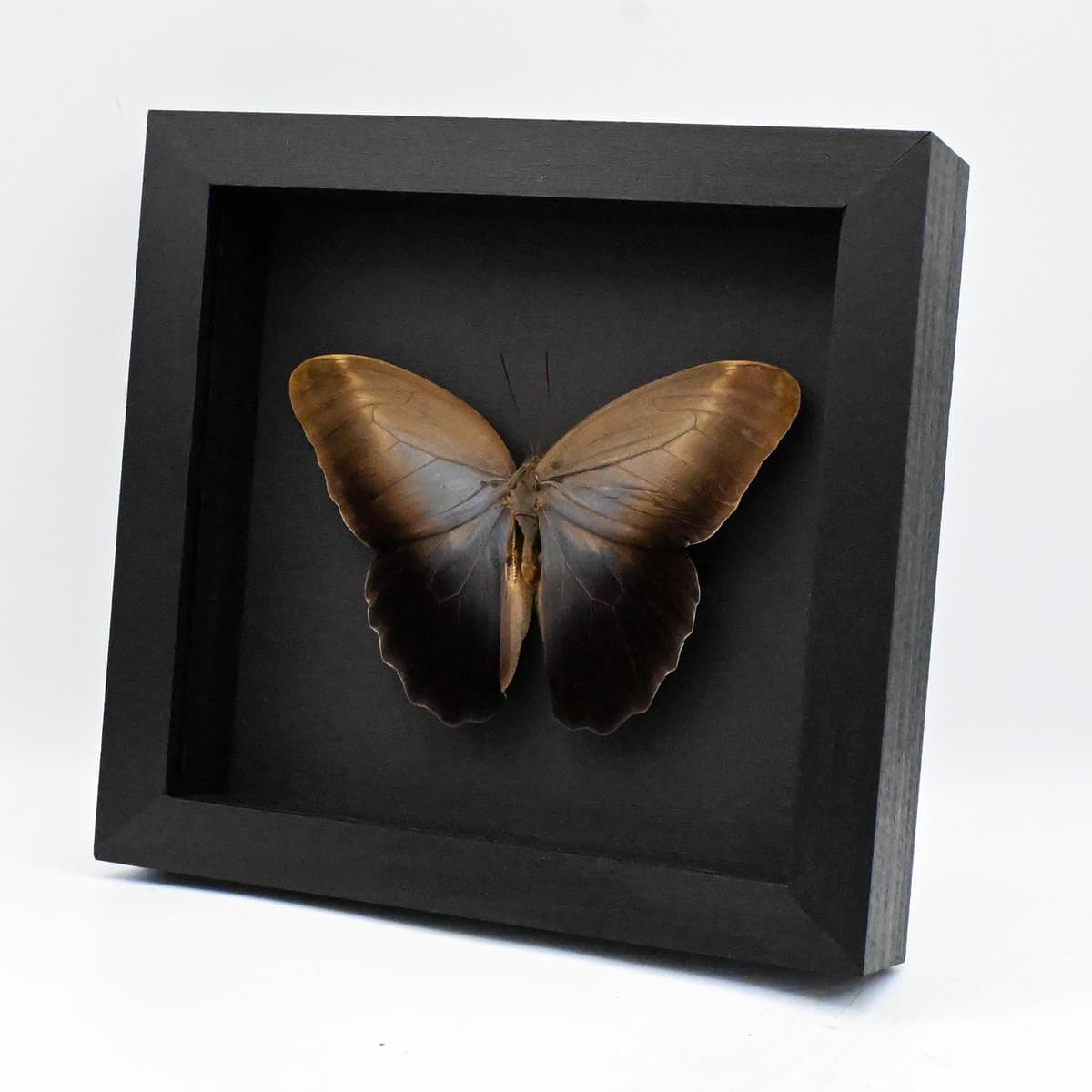 Real Giant Owl Butterfly framed taxidermy - Caligo eurilochus livius - 6.25 inch wingspan