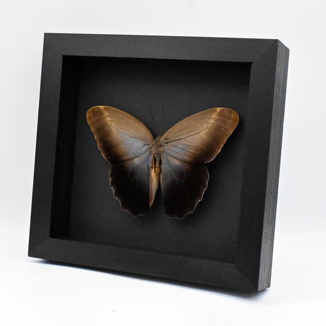 Real Giant Owl Butterfly framed taxidermy - Caligo eurilochus livius - 6.25 inch wingspan