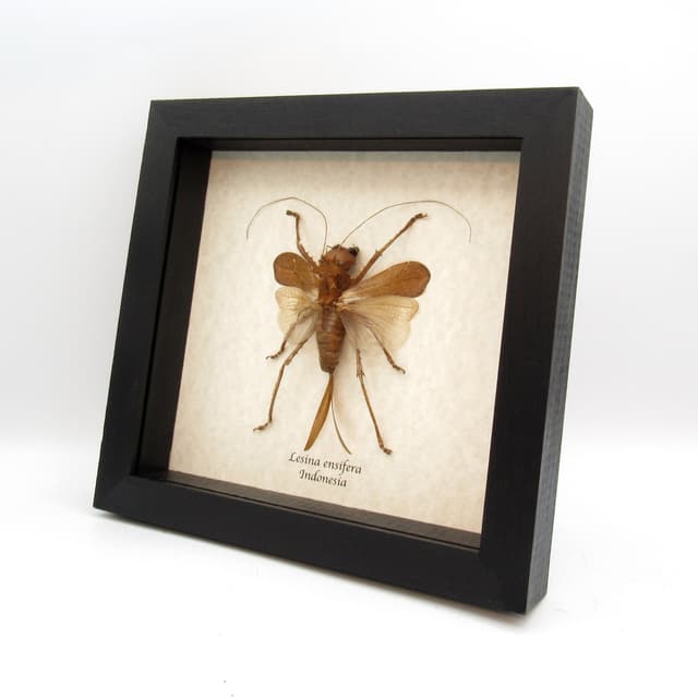 Giant Dragon Headed Katydid framed taxidermy - Lesina ensifera - large female