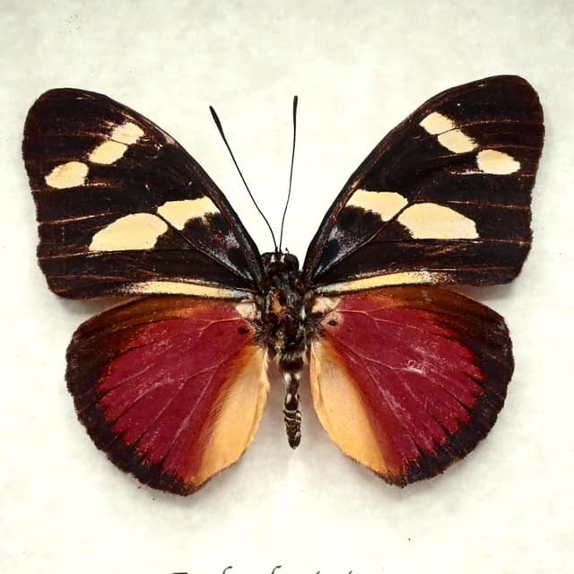 Rare Equatorial Mimic Forester butterfly framed taxidermy - Euphaedra imitans