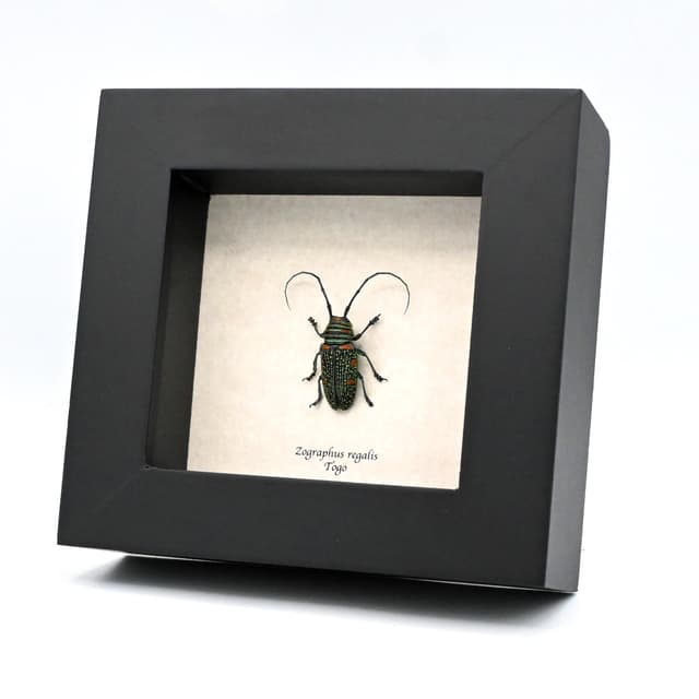 Real longhorn beetle framed taxidermy - Zographus regalis - female