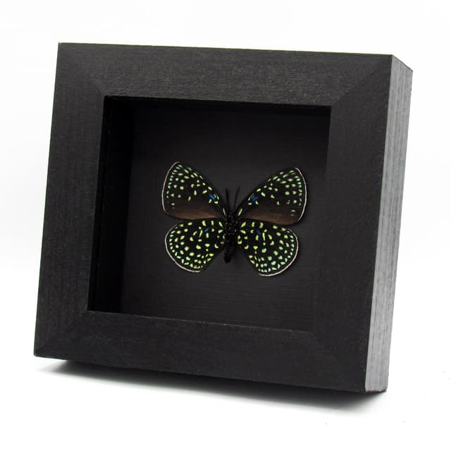 Real metallic framed taxidermy butterfly - Eumaeus debora - female