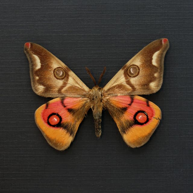 Very rare real pink Saturn moth framed taxidermy - Polythysana cinerascens - minor damage
