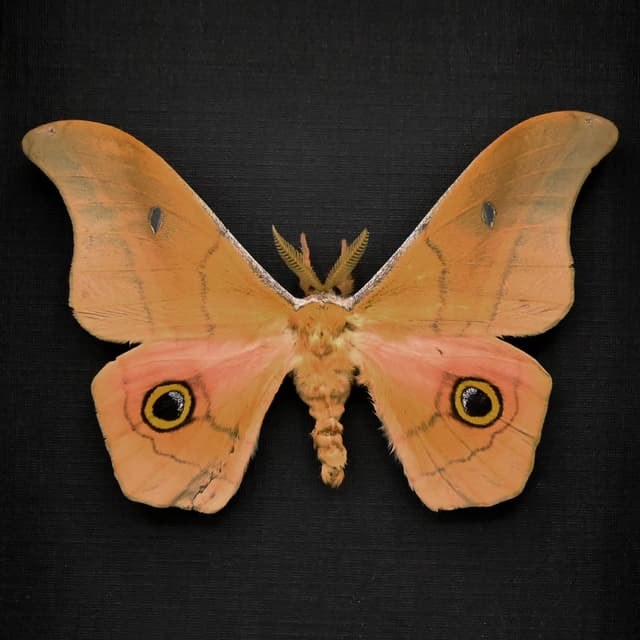 Rare pink Mexican Silk moth framed taxidermy - Copaxa mannana - minor damage