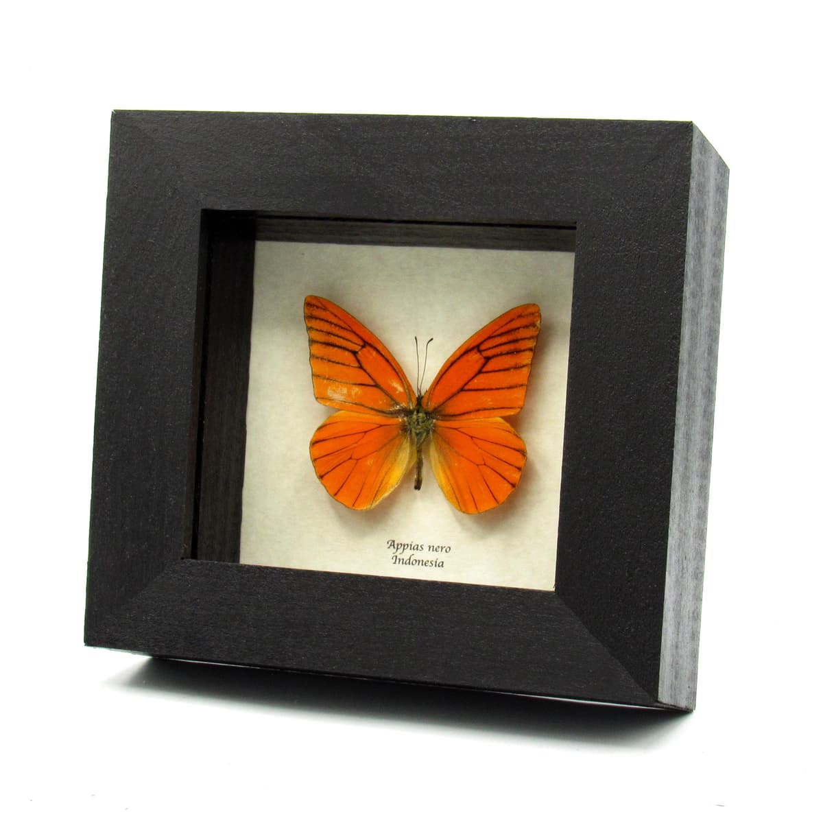 Real Orange Albatross butterfly framed taxidermy - Appias nero