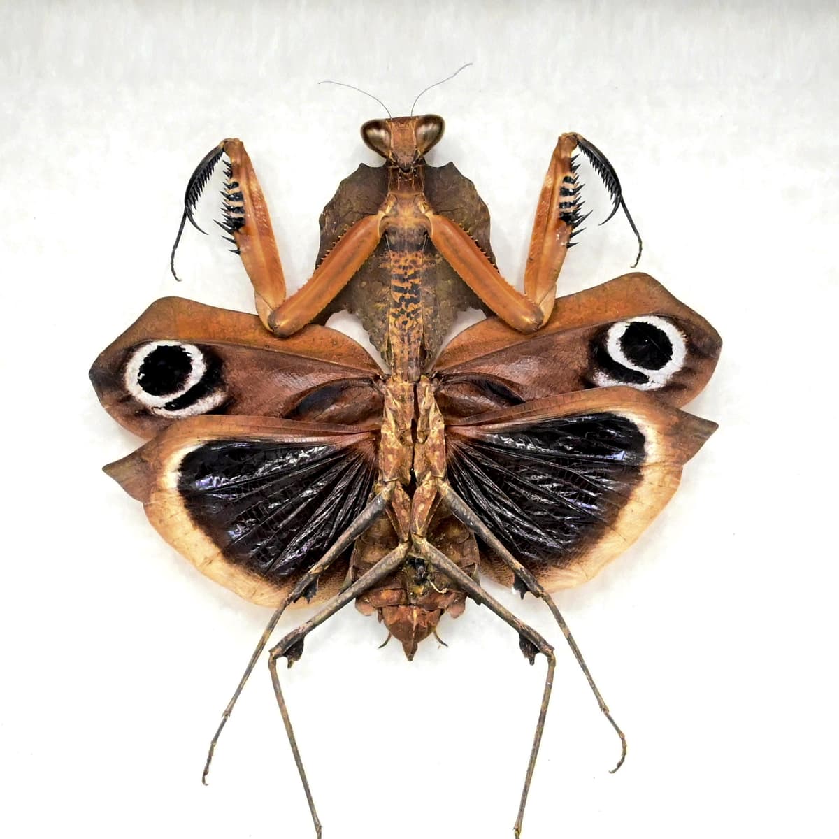 Real Giant Dead Leaf Mantis framed taxidermy - Deroplatys desiccata - female