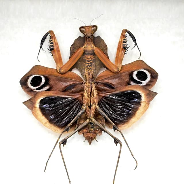Real Giant Dead Leaf Mantis framed taxidermy - Deroplatys desiccata - female