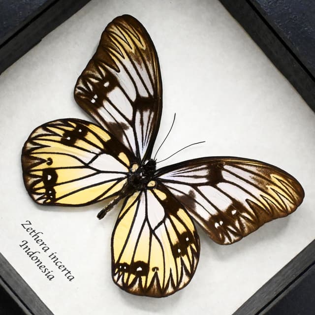 Real yellow great Wallacean butterfly framed taxidermy - Zethera incerta