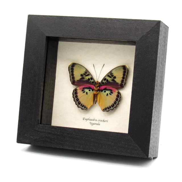 Real Crocker's Forester butterfly framed taxidermy - Euphaedra crockeri