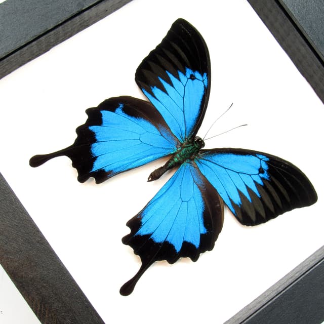 Real XL iridescent Blue Emperor butterfly framed taxidermy - Papilio ulysses