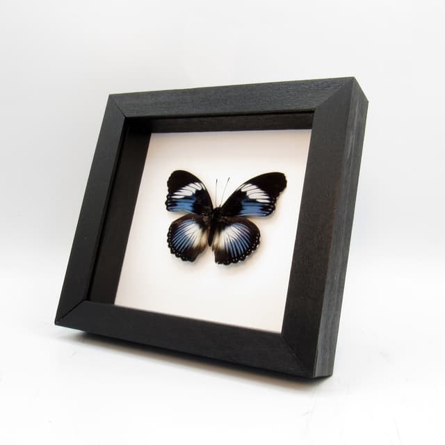 Real blue framed taxidermy butterfly - Hypolimnas monteironis