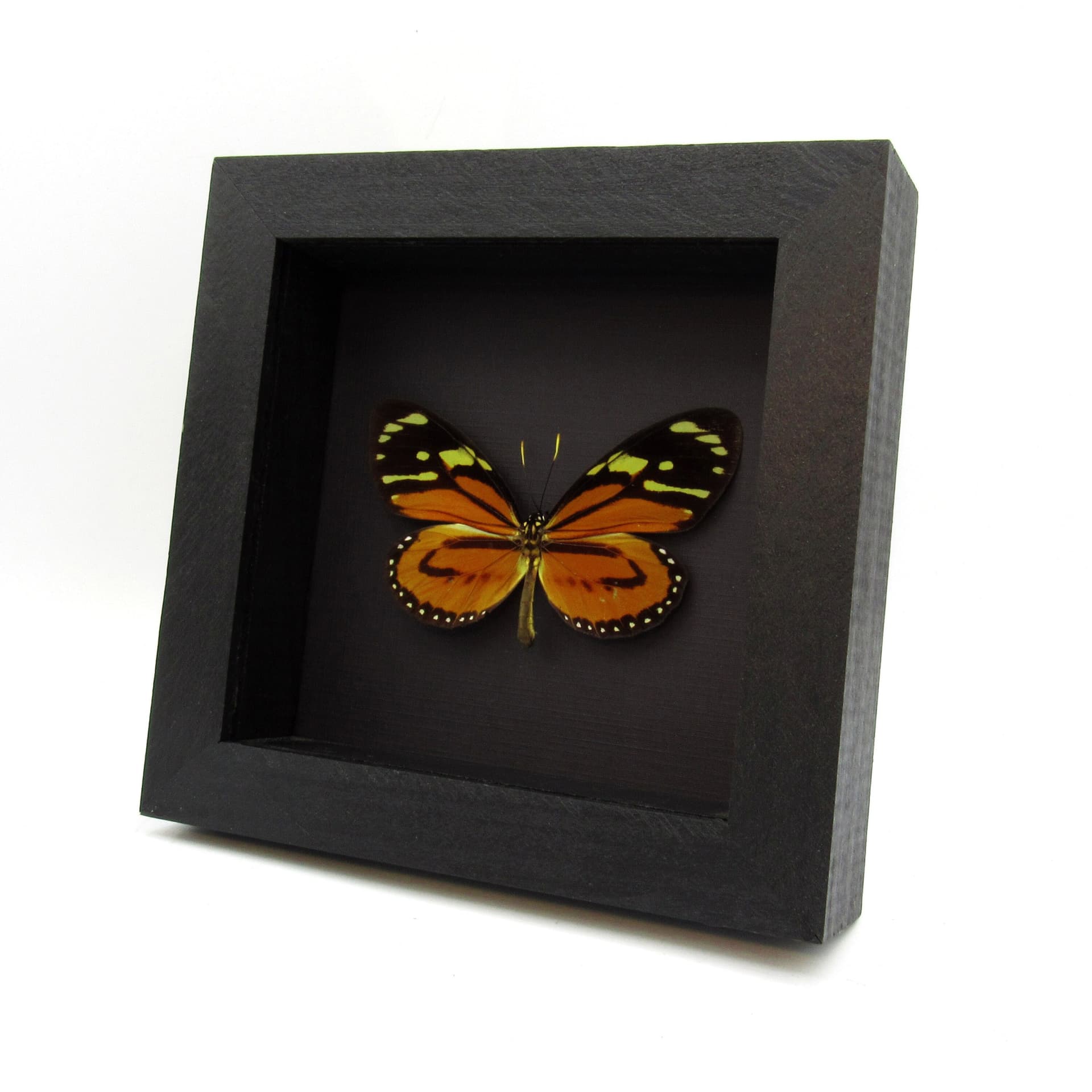 Real orange Tropical Milkweed butterfly framed taxidermy - Lycorea halia atergatis