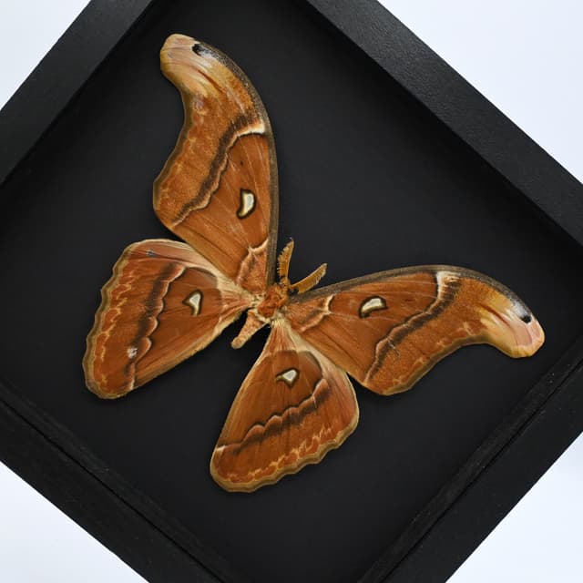 Real XXL Atlas moth framed specimen- Attacus paraliae - 9.15 inch wingspan