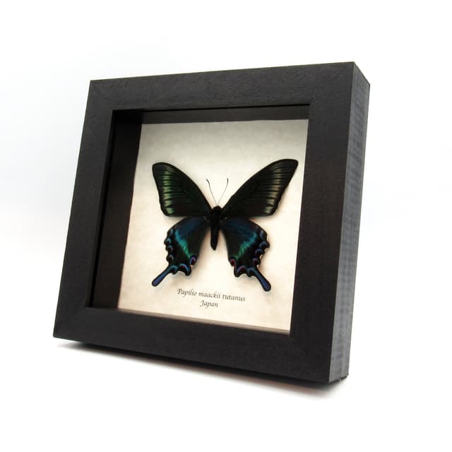 Real Alpine Swallowtail framed taxidermy - Papilio maackii tutanus - spring form