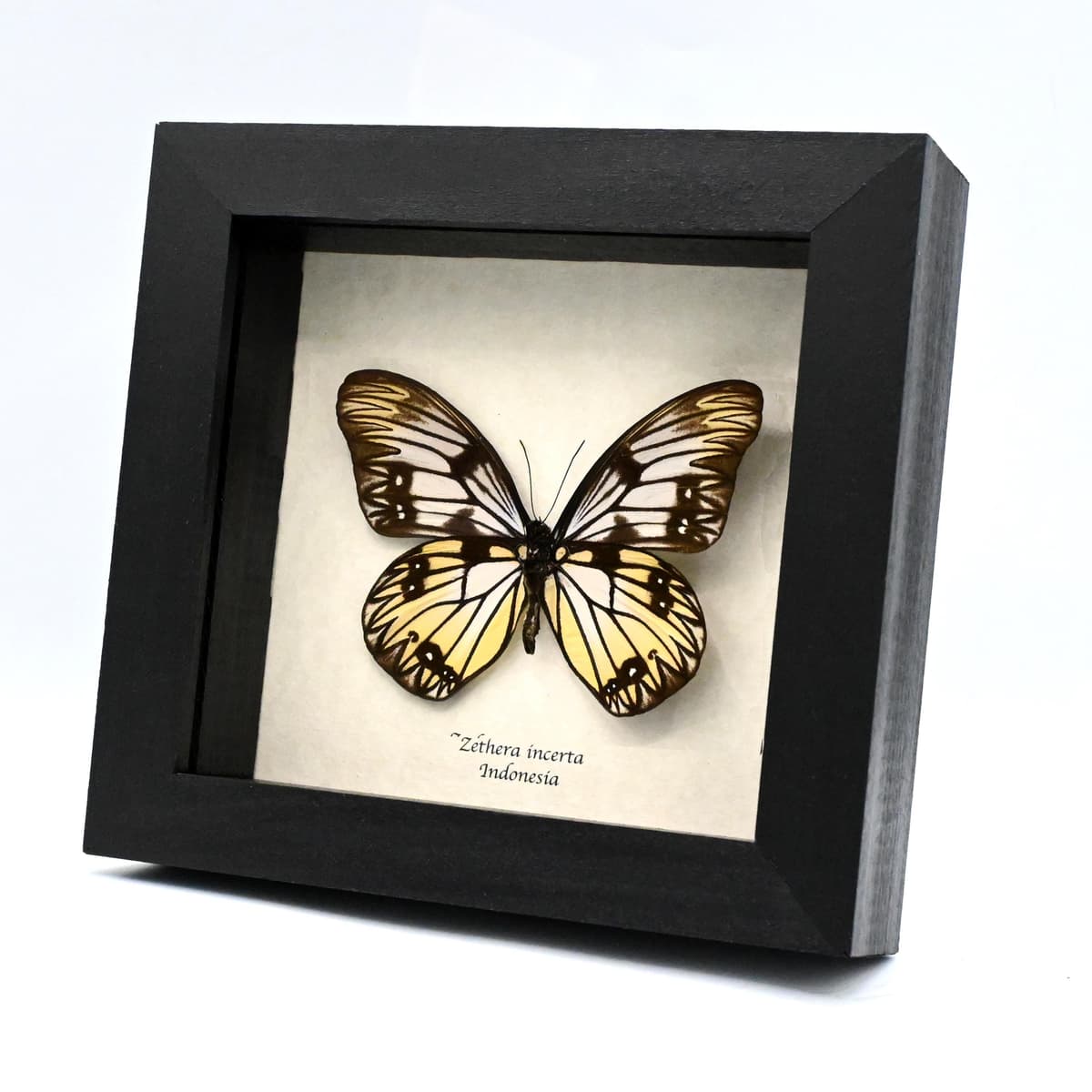 Real yellow great Wallacean butterfly framed taxidermy - Zethera incerta