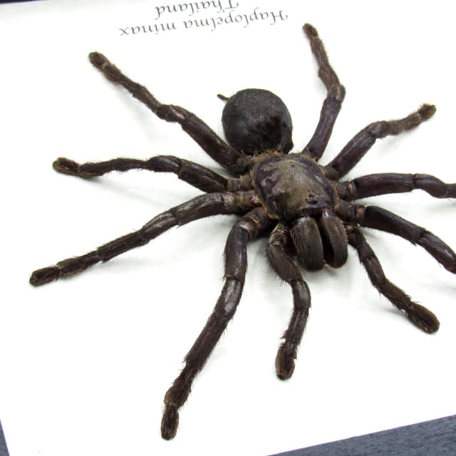 Real Zebra Leg Tarantula framed taxidermy - Haplopelma minax - large