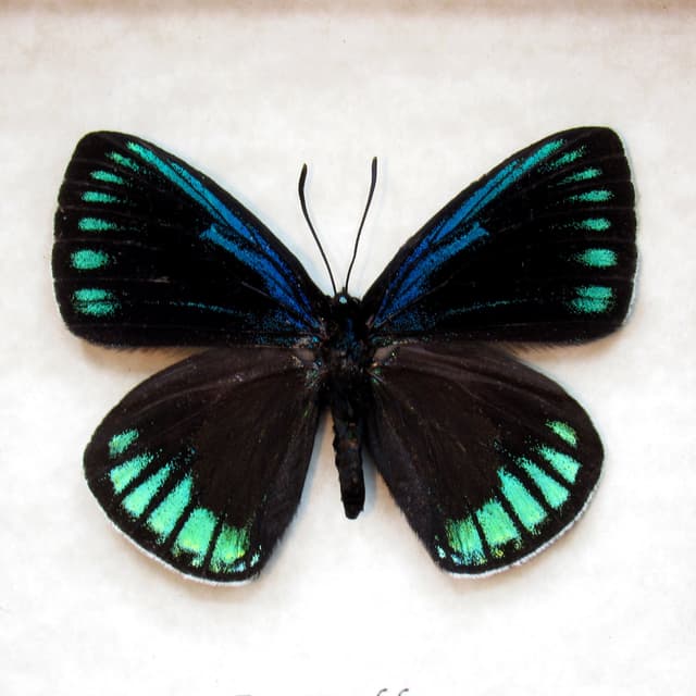 Real metallic Cycadian butterfly framed taxidermy - Eumaeus debora - female