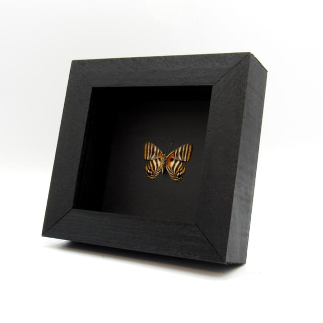 Real Metalmark butterfly framed taxidermy - Euselasia toppini