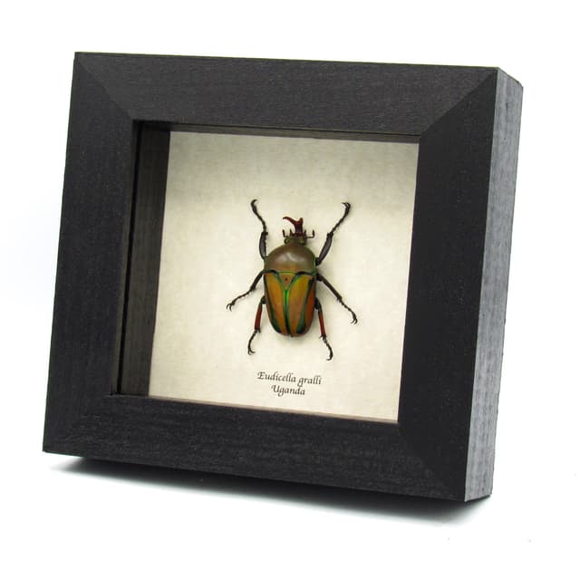 Real yellow Scarab beetle framed specimen - Eudicella gralli