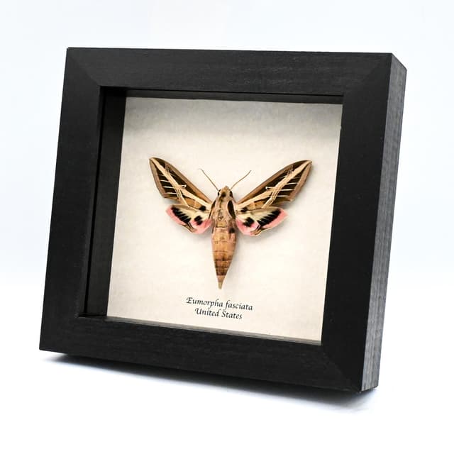 Real Banded Sphinx moth framed taxidermy - Eumorpha fasciata