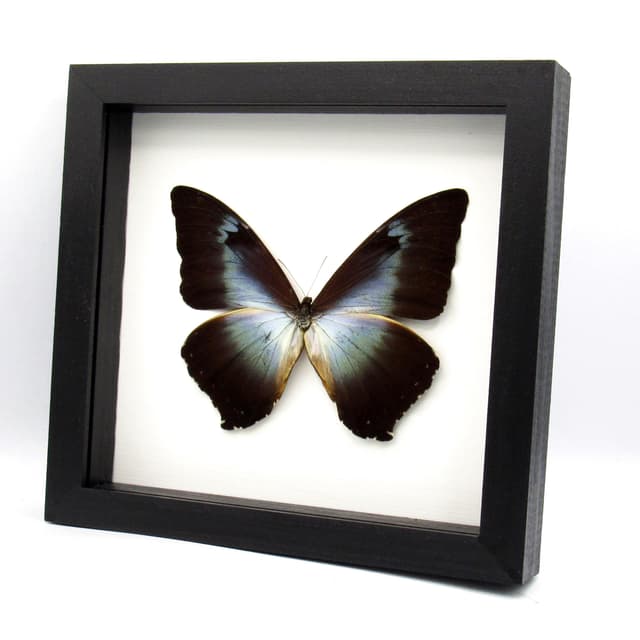 Real XL framed Blue Morpho butterfly taxidermy - Morpho cisseis gahua