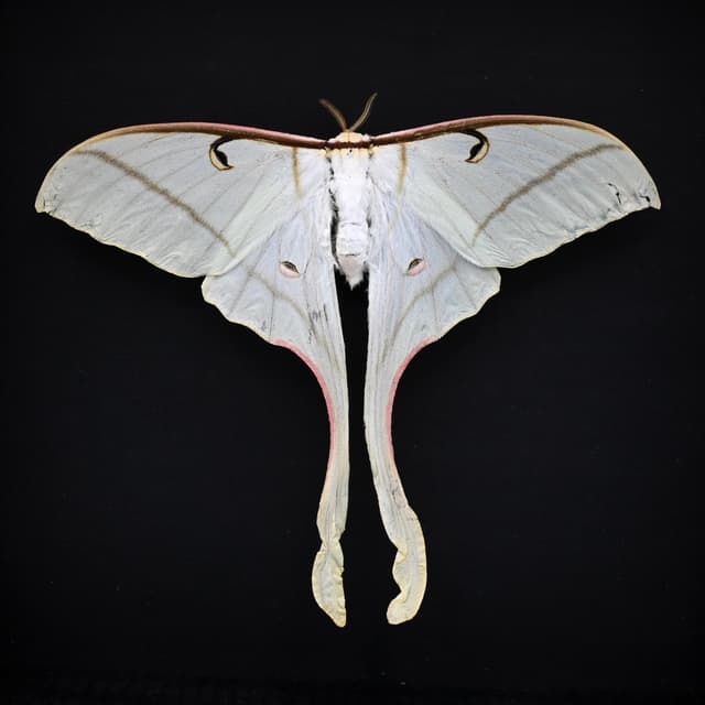 Rare Spirit Moon moth framed taxidermy - Actias rhodopneuma - female - Victorian mount - minor damage