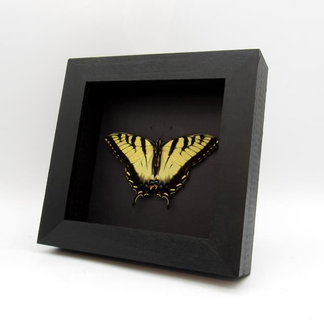 Real Tiger Swallowtail framed taxidermy - Papilio glaucus - Victorian mount