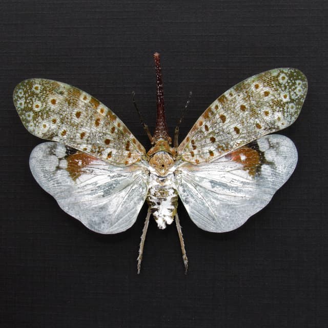 Real large White Lanternfly framed taxidermy - Pyrops oculata