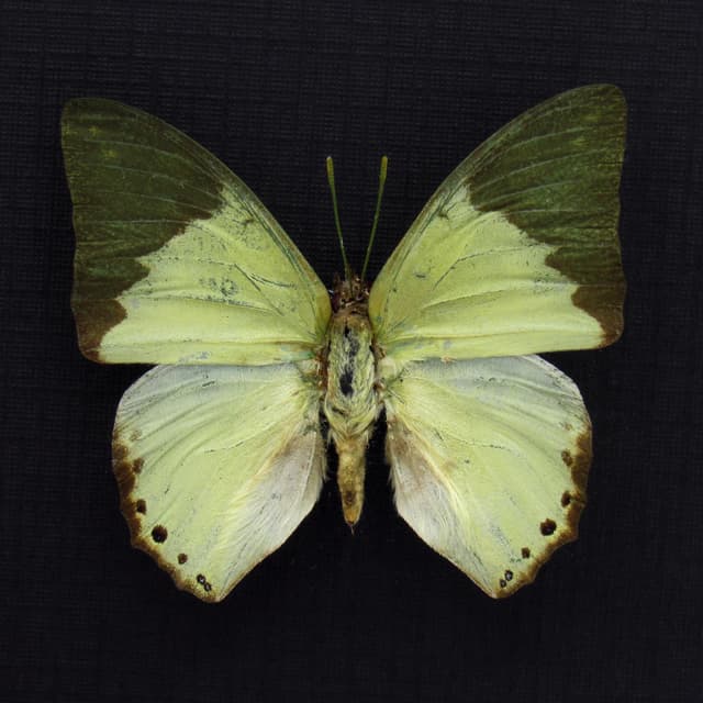 Real green butterfly framed taxidermy - Charaxes eupale