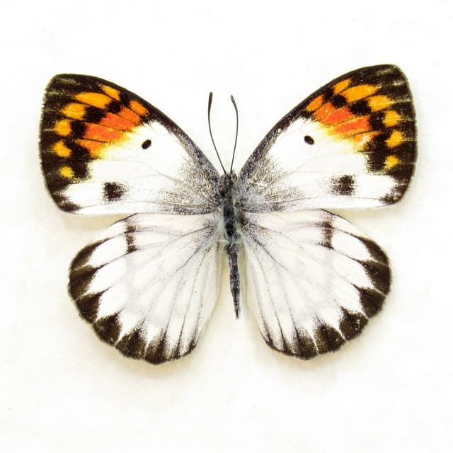 Real Orange Tip butterfly framed taxidermy - Colotis ione - rare female