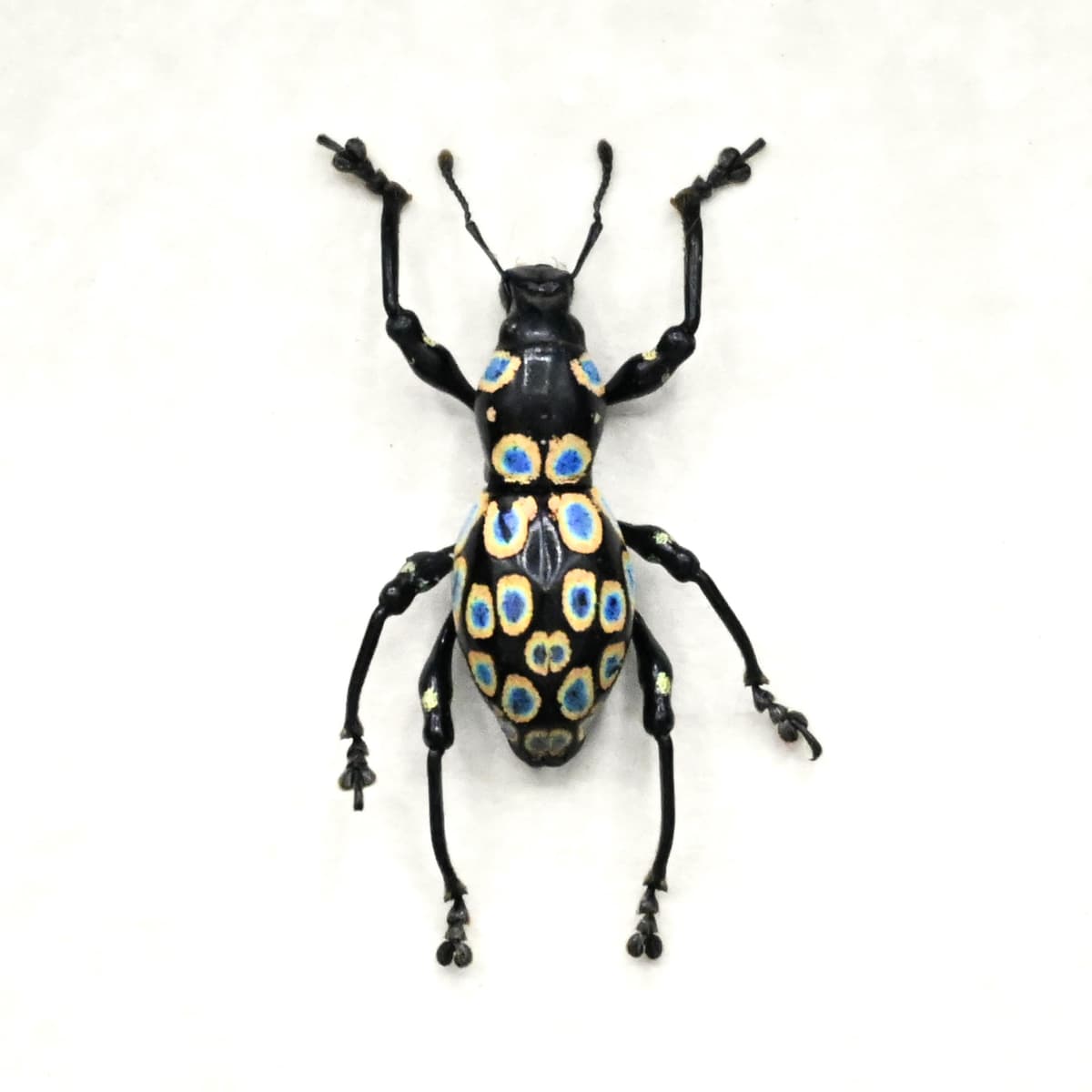 Real gold ringed weevil beetle framed specimen - Pachyrhynchus congestus pavonius