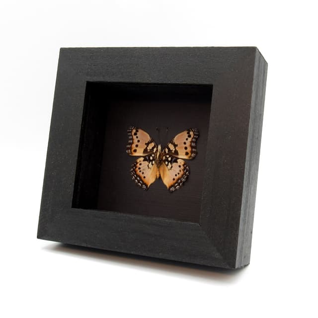 Rare pink form Gaudy Commodore butterfly framed taxidermy - Precis octavia