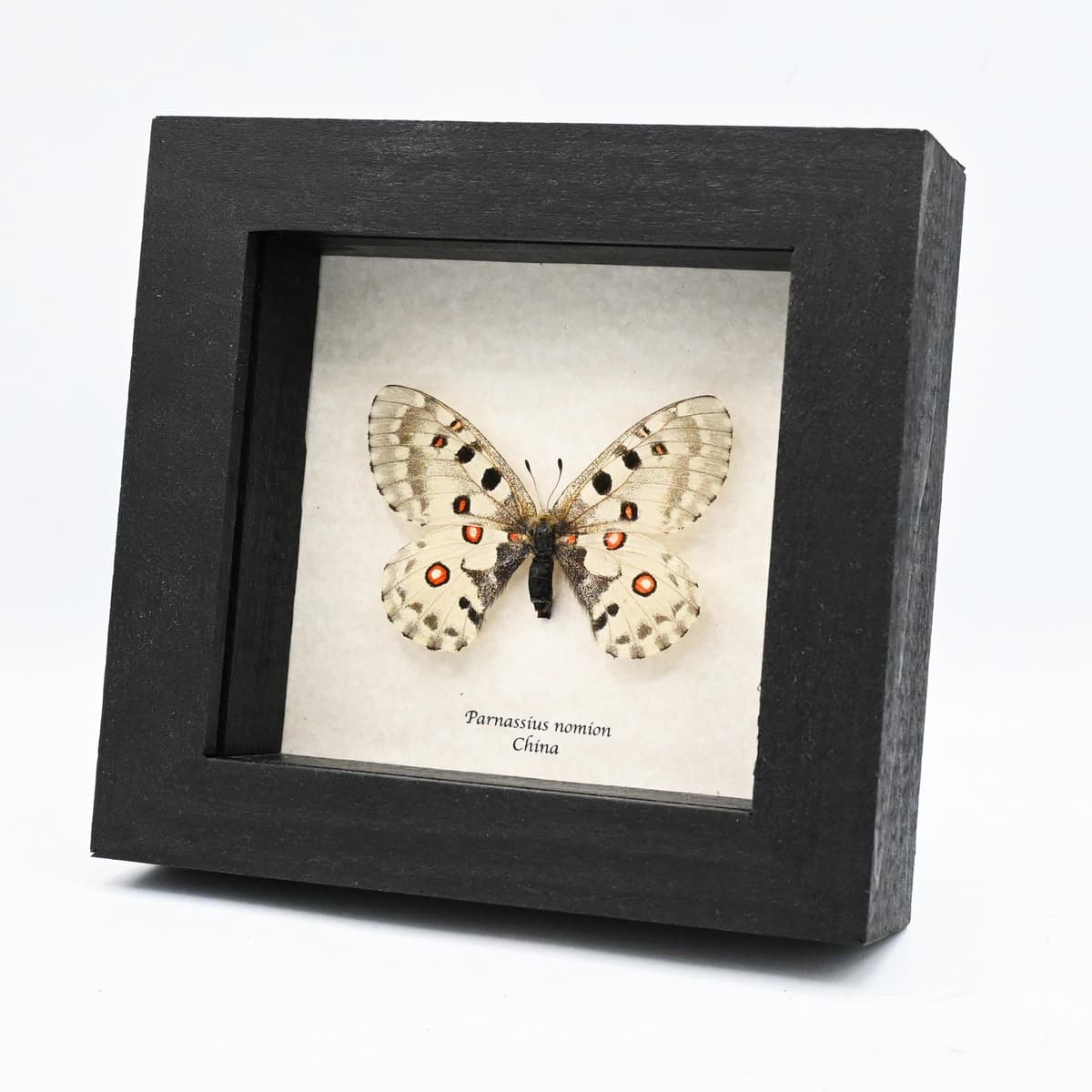 Real White Apollo butterfly framed taxidermy - Parnassius nomion