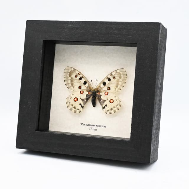 Real White Apollo butterfly framed taxidermy - Parnassius nomion