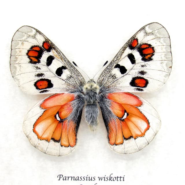 Very rare Hybrid Snow Apollo butterfly framed taxidermy - Parnassius wiskotti - large female