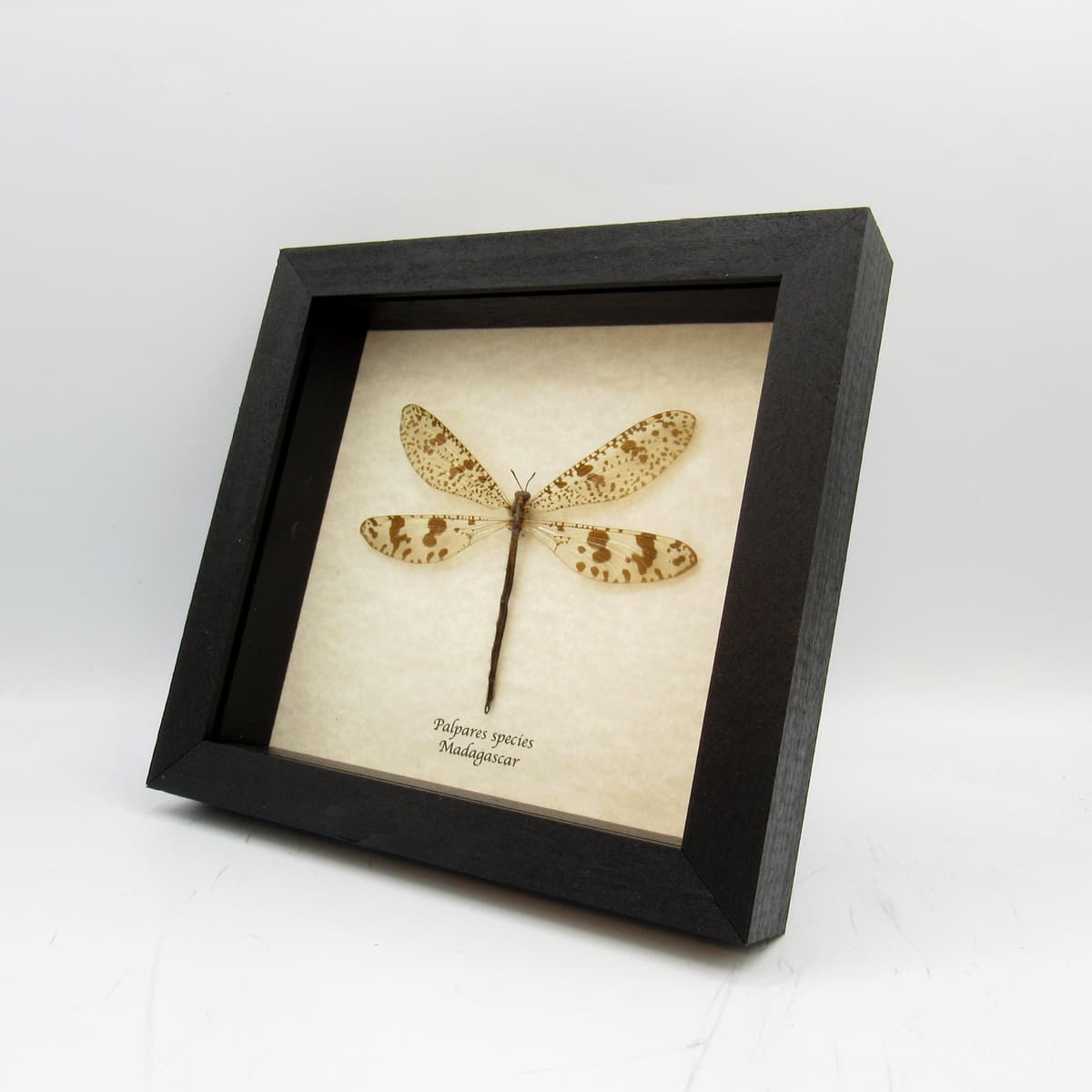 Real Giant Antlion framed taxidermy - Palpares species