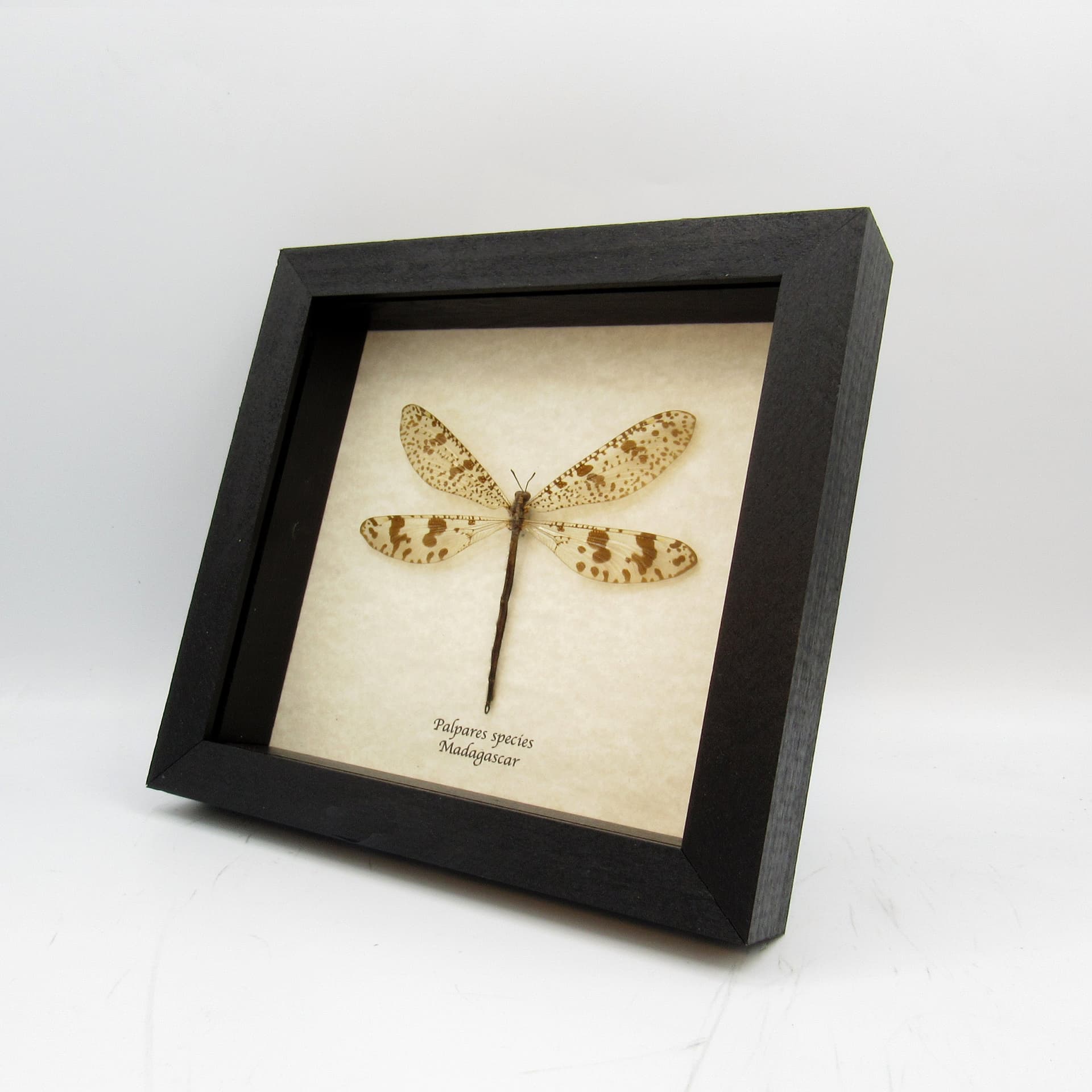 Real Giant Antlion framed taxidermy - Palpares species