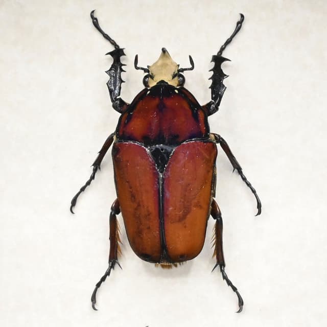 Large Scarab beetle framed taxidermy - Mecynorrhina ugandensis