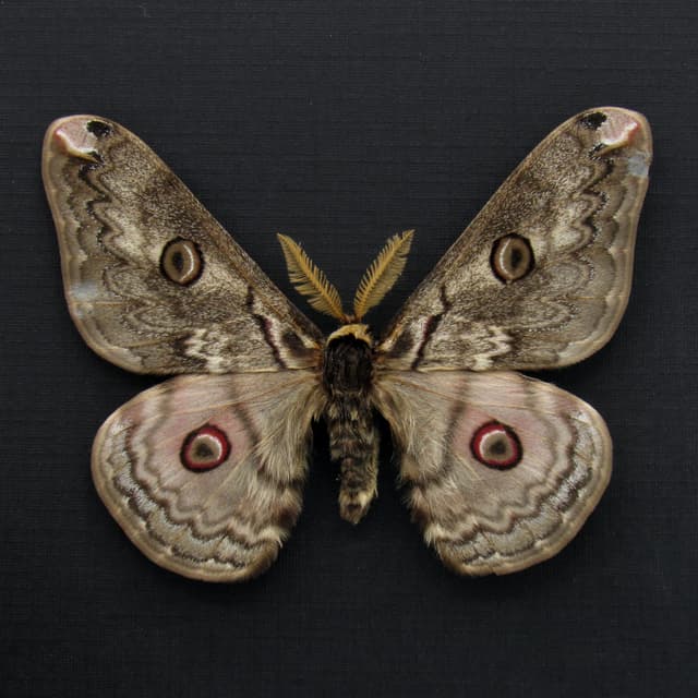 Rare Saturn moth framed taxidermy - Caligula lindia