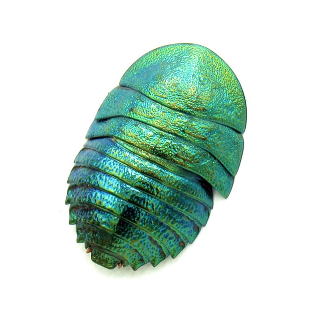Rare metallic green Cockroach framed taxidermy - Pseudoglomeris magnifica