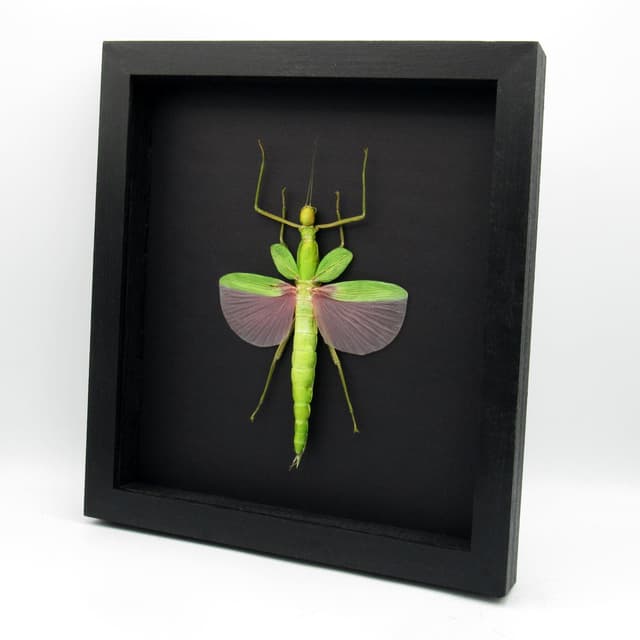 Rare GIANT pink Stick bug framed taxidermy - Platycrana viridana - female