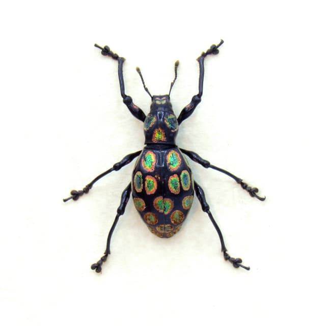 WEEVIL MANIA - Real pink and green metallic beetle framed taxidermy - Metapocyrtus species