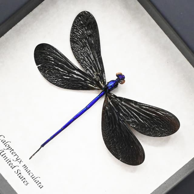 Real American Ebony Jewelwing Damselfly framed taxidermy - Calopteryx maculata
