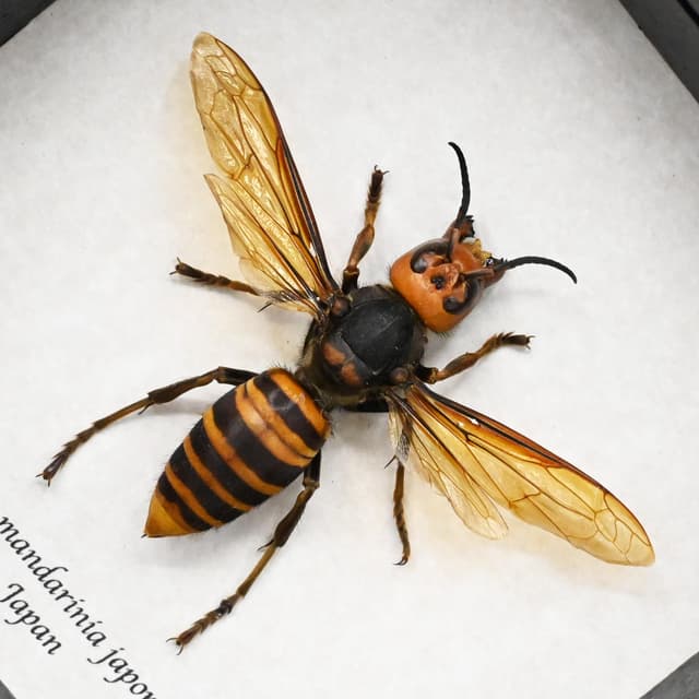 Real Giant Queen Murder Hornet framed taxidermy - Vespa mandarinia japonica