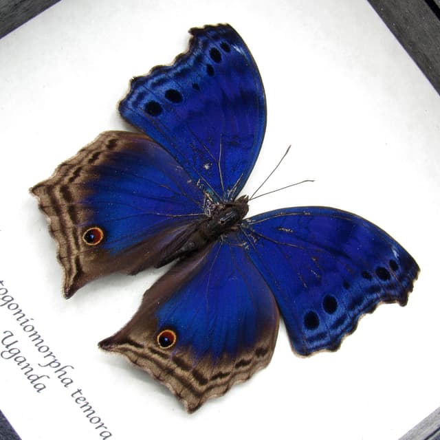 Real Blue Mother of Pearl butterfly framed taxidermy - Protogoniomorpha temora