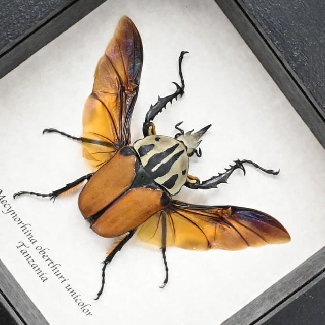 Real Giant Flower beetle framed - Mecynorhina oberthuri unicolor