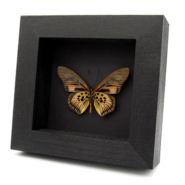 Real pink butterfly framed taxidermy - Pseudacraea clarki