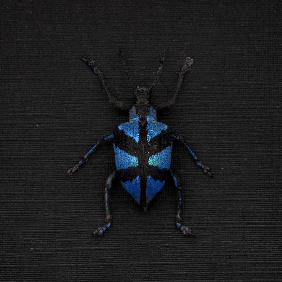 Rare blue metallic weevil framed taxidermy - Polytelis decussatus